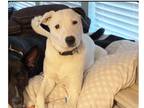 Adopt Chance a White - with Black Shepherd (Unknown Type) dog in Dallas