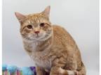 Adopt Brass a Orange or Red Domestic Shorthair / Mixed cat in Muskegon