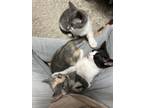 Adopt Lucille a Domestic Shorthair (short coat) cat in Dallas, TX (41351391)
