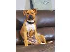 Adopt Anna A a Brown/Chocolate Cattle Dog / Pit Bull Terrier dog in Richardson