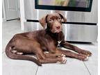 Adopt Weiland a Brown/Chocolate Retriever (Unknown Type) / Pit Bull Terrier dog