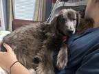 Adopt Molly a Australian Shepherd / Spaniel (Unknown Type) / Mixed dog in Ewing