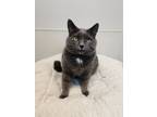 Adopt Benedict a Domestic Shorthair / Mixed (short coat) cat in Greensboro