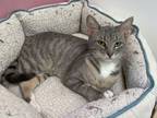 Adopt Kanji a Domestic Shorthair / Mixed (short coat) cat in Glenfield