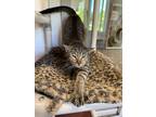 Adopt Lilah a Domestic Shorthair / Mixed (short coat) cat in Glenfield