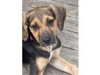 Adopt Christie a Tricolor (Tan/Brown & Black & White) Beagle / Terrier (Unknown