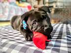 Adopt Mishka Chow Puppy a Black Chow Chow dog in Carrollton, TX (41442149)