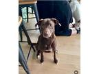 Adopt Lexi a Brown/Chocolate - with White Labrador Retriever dog in Bronx