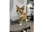 Adopt Sullivan a Domestic Shorthair (short coat) cat in Grand Rapids
