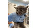 Adopt Umay a Gray or Blue Domestic Shorthair / Mixed (short coat) cat in Fort