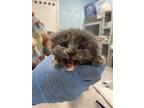 Adopt Peri a Domestic Shorthair / Mixed (short coat) cat in Fort Walton Beach