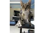 Adopt Joseph a Domestic Shorthair / Mixed (short coat) cat in Fort Walton Beach