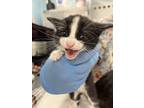 Adopt Hazir a Domestic Shorthair / Mixed (short coat) cat in Fort Walton Beach