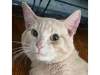 Adopt Frisky a Spotted Tabby/Leopard Spotted American Shorthair / Mixed cat in