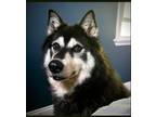 Adopt Sheba/Mika (24-060 D) a Black Husky / Mixed Breed (Medium) dog in Saint
