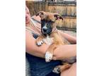 Adopt Kimi a Shepherd (Unknown Type) / American Staffordshire Terrier dog in