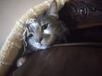 Adopt Athens a Gray, Blue or Silver Tabby Domestic Shorthair / Mixed (short