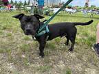 Adopt Capone a Black - with White Terrier (Unknown Type, Medium) dog in New