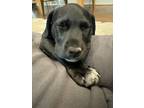 Adopt Reggae (Musical Styles) a Black Labrador Retriever dog in New Albany