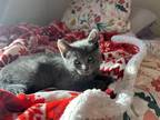 Adopt Pilea a Russian Blue / Mixed (short coat) cat in Oakdale, CA (41445127)