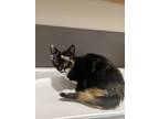 Adopt Raylin a Domestic Shorthair (short coat) cat in Oakdale, CA (41441993)