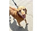 Adopt George a Red/Golden/Orange/Chestnut Labrador Retriever dog in Oklahoma