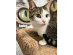 Adopt Spring a Spotted Tabby/Leopard Spotted Domestic Shorthair / Mixed cat in