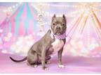 Adopt Betty Boop a Gray/Blue/Silver/Salt & Pepper American Pit Bull Terrier /