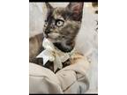 Adopt Bikini a Domestic Shorthair / Mixed (short coat) cat in Fremont