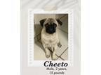 Adopt Cheeto a Tan/Yellow/Fawn - with Black Pug dog in Lukeville, AZ (41438211)