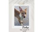 Adopt Toby a Brown/Chocolate - with White Basenji / Cattle Dog dog in Lukeville