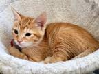 Adopt Parmesan a Domestic Shorthair (short coat) cat in Denver, CO (41445037)