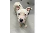 Adopt Snow a White Mixed Breed (Large) / Mixed dog in Blackwood, NJ (41445096)