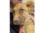 Adopt PUPPY LYRA a Brown/Chocolate German Shepherd Dog / Mixed dog in Punta
