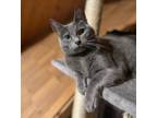 Adopt Aria (23-373 C) a Gray or Blue Domestic Shorthair / Mixed (short coat) cat