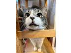 Adopt Pierre a Domestic Mediumhair / Mixed (long coat) cat in Skippack