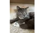 Adopt Neville Fuzzy Bottoms a Gray or Blue (Mostly) Domestic Shorthair / Mixed