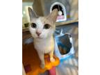 Adopt Jenny a Calico / Mixed (short coat) cat in Skippack, PA (41398097)