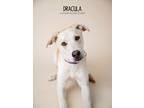 Adopt Dracula a White Catahoula Leopard Dog dog in Littleton, CO (40726631)