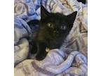 Adopt Max a All Black Domestic Mediumhair / Mixed (medium coat) cat in Houston