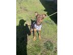 Adopt Tully Kazoo a Mixed Breed (Medium) dog in Dickson, TN (39616116)
