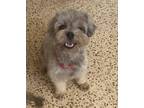 Adopt Kevin a Gray/Silver/Salt & Pepper - with Black Standard Schnauzer / Shih