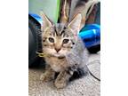 Adopt Munster a Domestic Shorthair (short coat) cat in Denver, CO (41445036)
