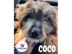 Adopt Coco (Courtesy Post) a Labradoodle dog in Council Bluffs, IA (41427326)