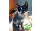 Adopt Jack a Domestic Shorthair (short coat) cat in Denver, CO (41445034)