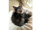 Adopt Linda a Tortoiseshell Domestic Shorthair / Mixed cat in Springdale