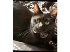 Adopt Jack a All Black American Shorthair / Mixed (short coat) cat in