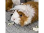 Adopt Sadie a Guinea Pig small animal in Golden, CO (41389154)