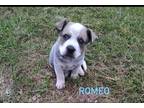 Adopt Romeo a Gray/Silver/Salt & Pepper - with White Blue Heeler / Mixed dog in
