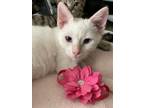 Adopt Trixie a Siamese (short coat) cat in Parlier, CA (41079279)